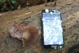 Auricularia angiospermarum image