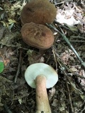 Tylopilus badiceps image