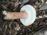 Tylopilus badiceps image