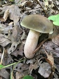 Tylopilus variobrunneus image