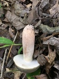 Tylopilus variobrunneus image