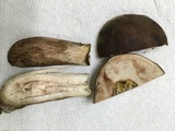 Tylopilus variobrunneus image