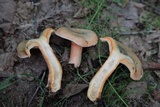 Lactarius deterrimus image