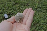 Amanita sect. Vaginatae image