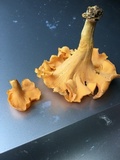 Cantharellus lateritius image