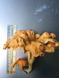 Cantharellus lateritius image