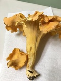 Cantharellus lateritius image