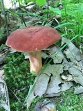 Xanthoconium purpureum image