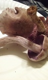 Laccaria ochropurpurea image