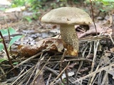 Retiboletus griseus image