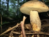 Retiboletus griseus image