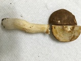 Xanthoconium affine image
