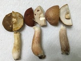 Xanthoconium affine image