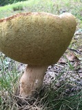 Boletus variipes image