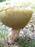 Boletus variipes image