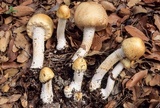 Agaricus nanaugustus image