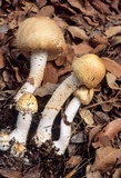 Agaricus nanaugustus image