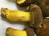 Boletus auripes image