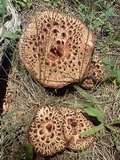 Sarcodon imbricatus image