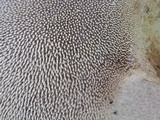 Sarcodon imbricatus image