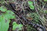 Polyporus brumalis image