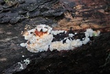 Pycnoporellus alboluteus image