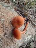 Laccaria nobilis image
