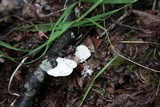 Tyromyces chioneus image
