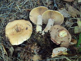 Lactarius rubrilacteus image