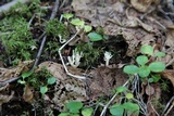 Clavulina coralloides image