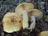 Lactarius rubrilacteus image