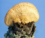 Hapalopilus rutilans image