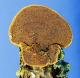 Hapalopilus rutilans image