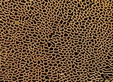 Hapalopilus rutilans image