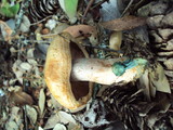 Lactarius rubrilacteus image