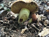 Boletus subluridellus image