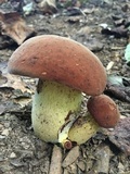 Boletus subluridellus image