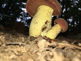 Boletus subluridellus image