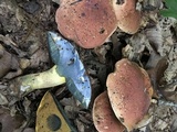 Boletus subluridellus image
