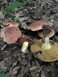 Boletus subluridellus image