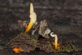 Ophiocordyceps variabilis image