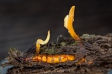 Ophiocordyceps variabilis image