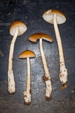 Amanita amerifulva image