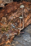 Mycena subcaerulea image
