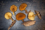 Pholiota granulosa image
