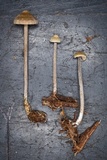 Entoloma alboumbonatum image