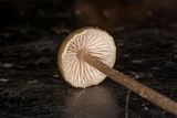 Entoloma alboumbonatum image