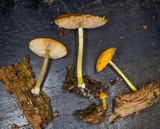 Pluteus chrysophlebius image