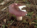 Russula olivacea image