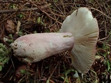 Russula olivacea image